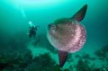 Bumphead Sunfish